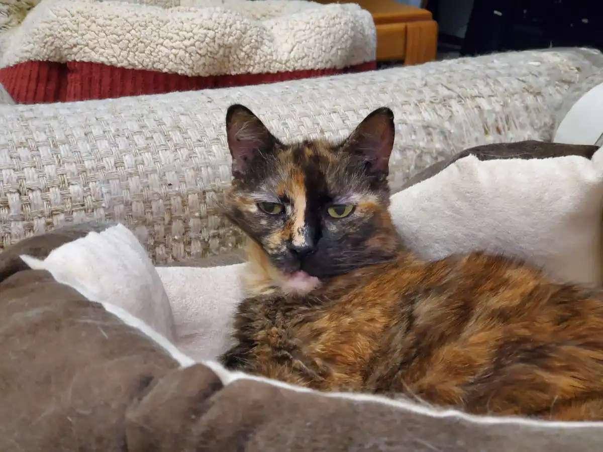A calico cat with a black, orange, and cream coat is lying in a brown and white pet bed, licking its paw while looking…