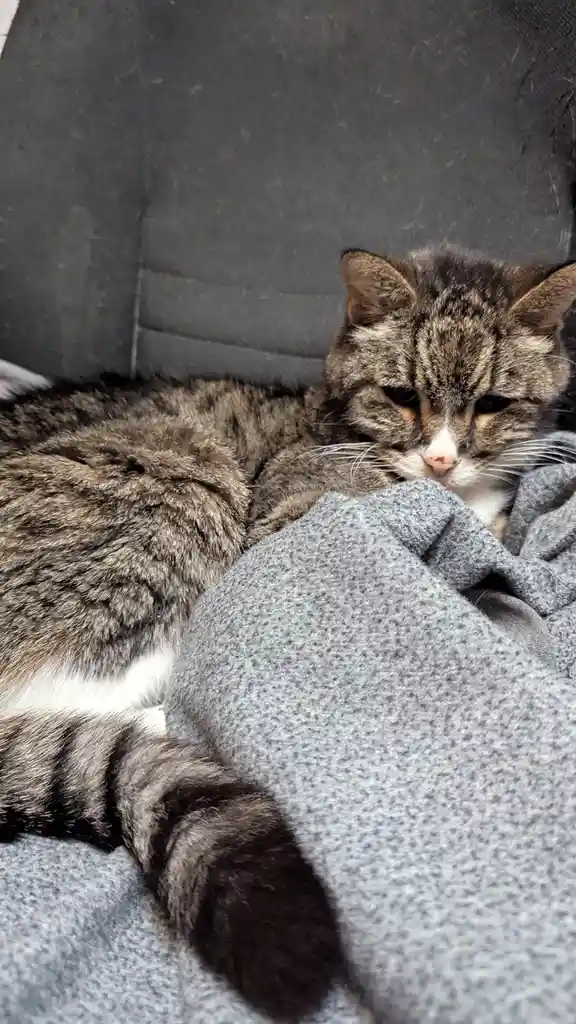 A tabby cat with a grumpy expression lies curled up on a grey blanket, partially obscured by it, against a dark grey couch…