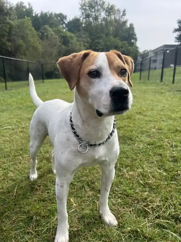 A white and tan dog with floppy ears stands on green grass in a fenced yard, wearing a thick silver chain collar with a…