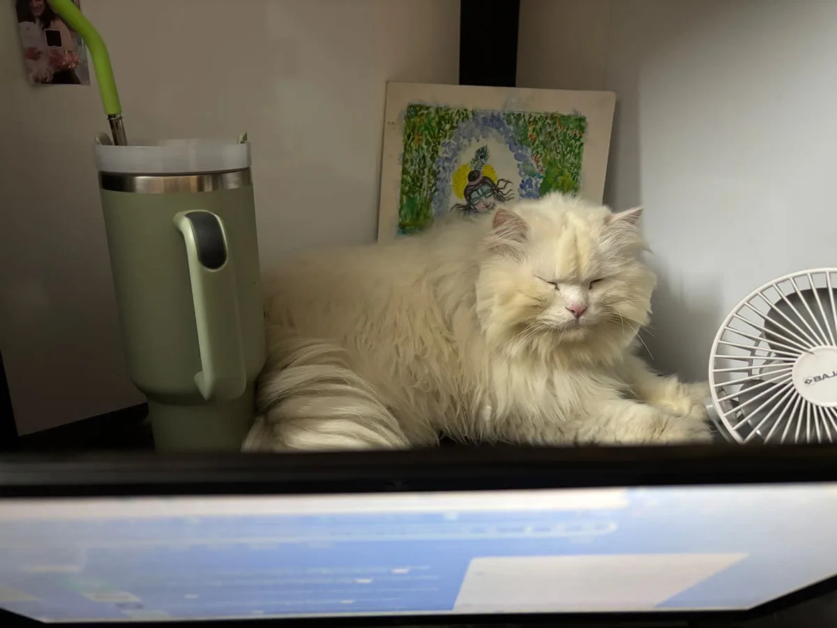 A fluffy white cat with its eyes closed is lying on a shelf next to a green travel mug with a straw and a small white fan…