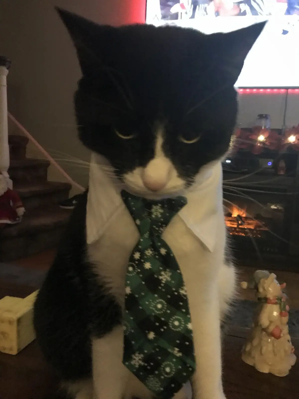 A black and white cat sits upright wearing a white collared shirt and a green tie with snowflake patterns, looking directly…