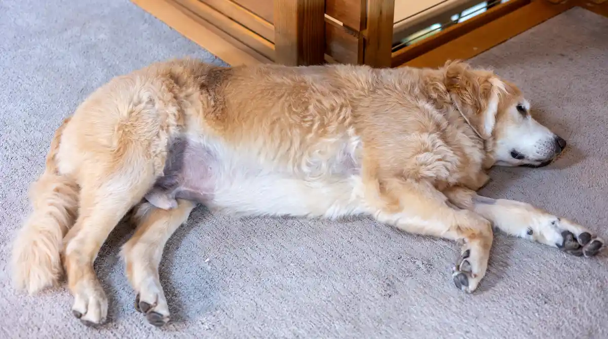 A golden retriever is lying on its side on a gray carpet, appearing very relaxed with its legs splayed out. Its belly is…