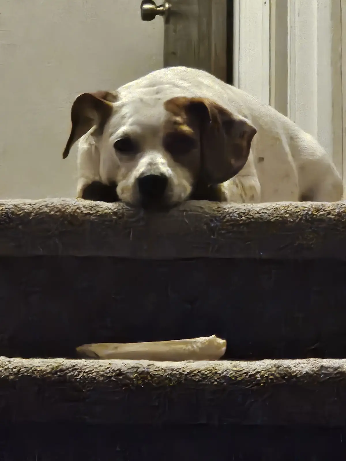 A white dog with brown patches lies on a dark, textured surface, looking down sadly at a bone resting below. The dog's…