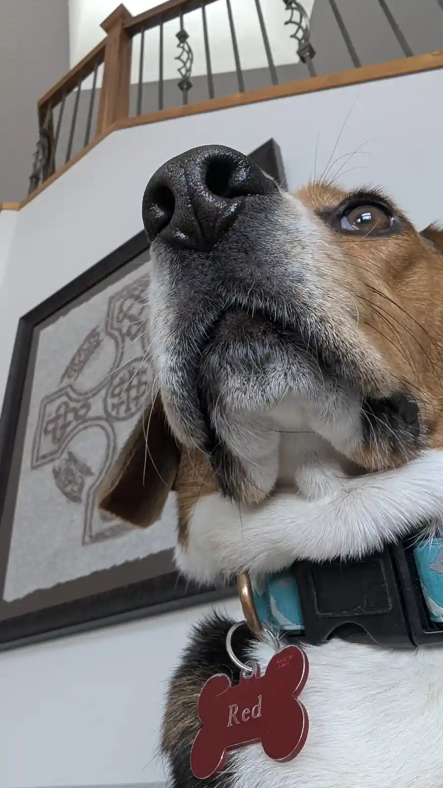 A close-up photo of a brown and white dog looking upward with its nose pointed toward the camera, wearing a collar with a…