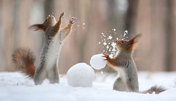 Two red squirrels stand on their hind legs in a snowy forest, playfully throwing snowballs at each other, with snow…