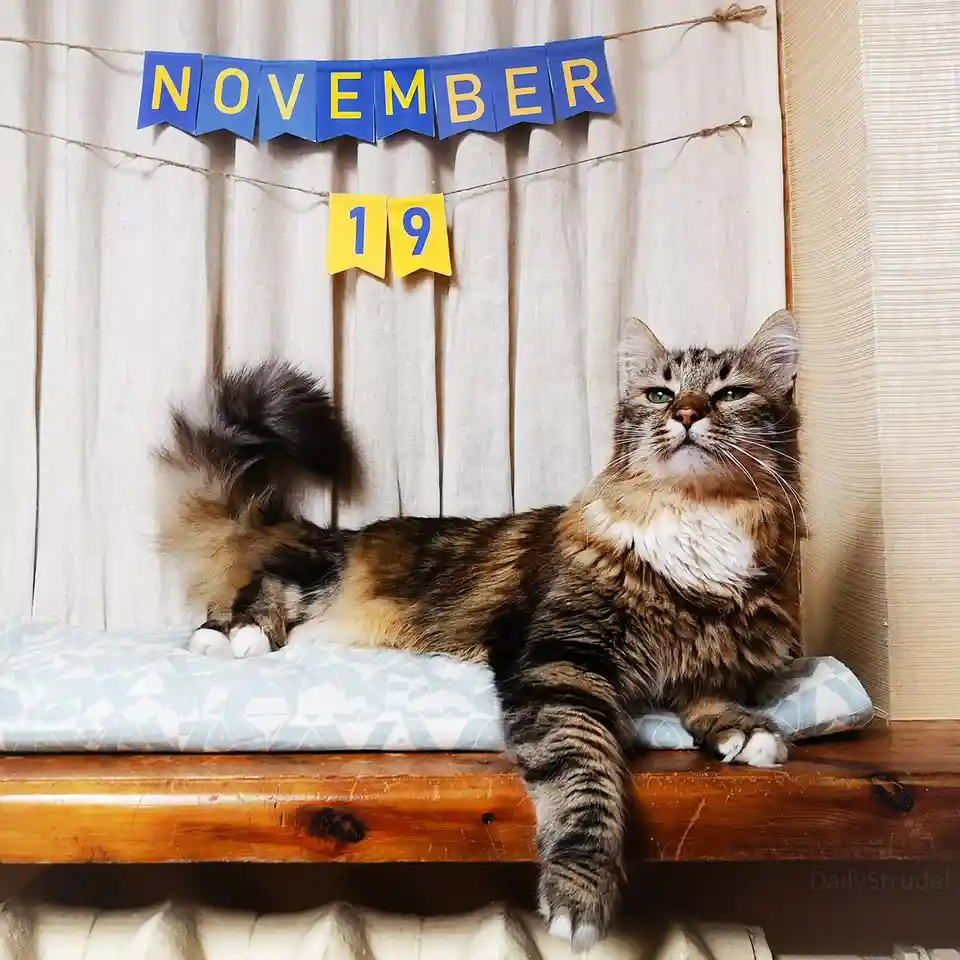A fluffy tabby cat with a white chest and paws lounges on a wooden windowsill atop a patterned cushion, looking up with a…