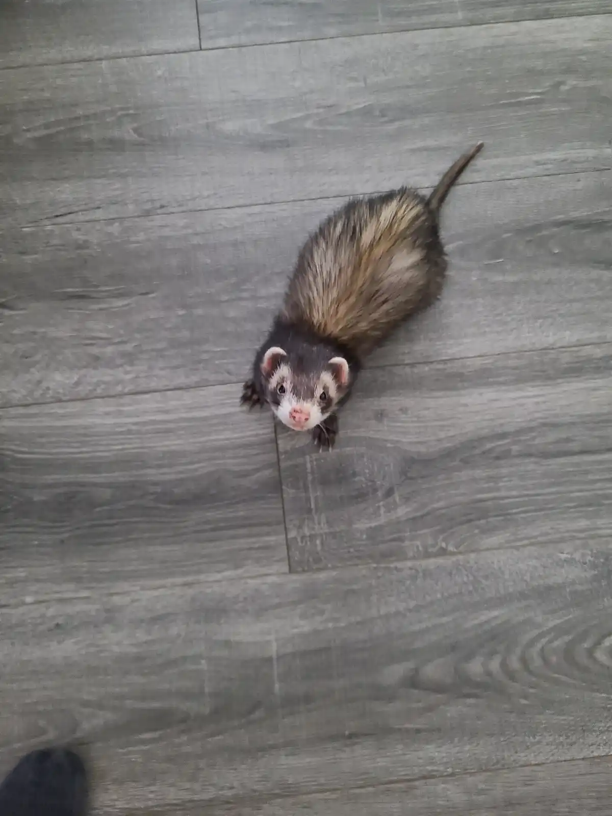 A ferret with a white face and dark body is looking up at the camera on a gray wood-patterned floor. The overlaid text reads…