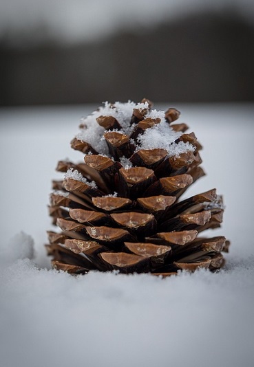 A close-up photograph of a brown pine cone resting in snow, with snowflakes clinging to its scales. The image has white text…