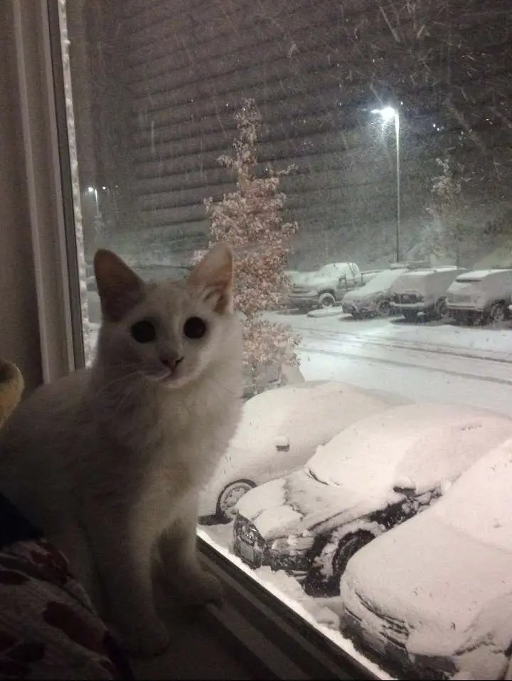 A white cat sits on a windowsill looking out at a snowy night scene with snow-covered cars and trees visible outside. The…