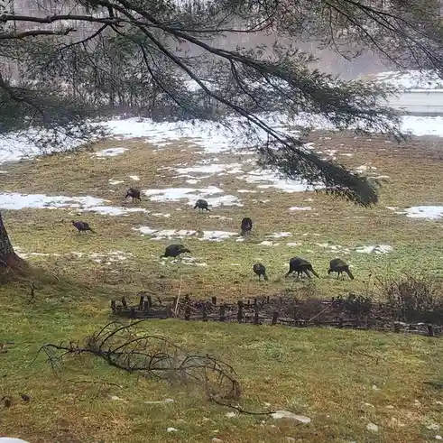 A group of wild turkeys forage in a grassy field partially covered with patches of snow, framed by the branches of a pine…