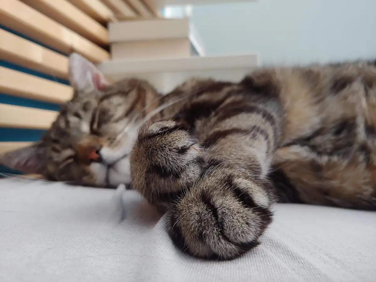 A tabby cat with brown and black stripes is sleeping soundly on a white fabric surface, its paws curled up near its face. In…