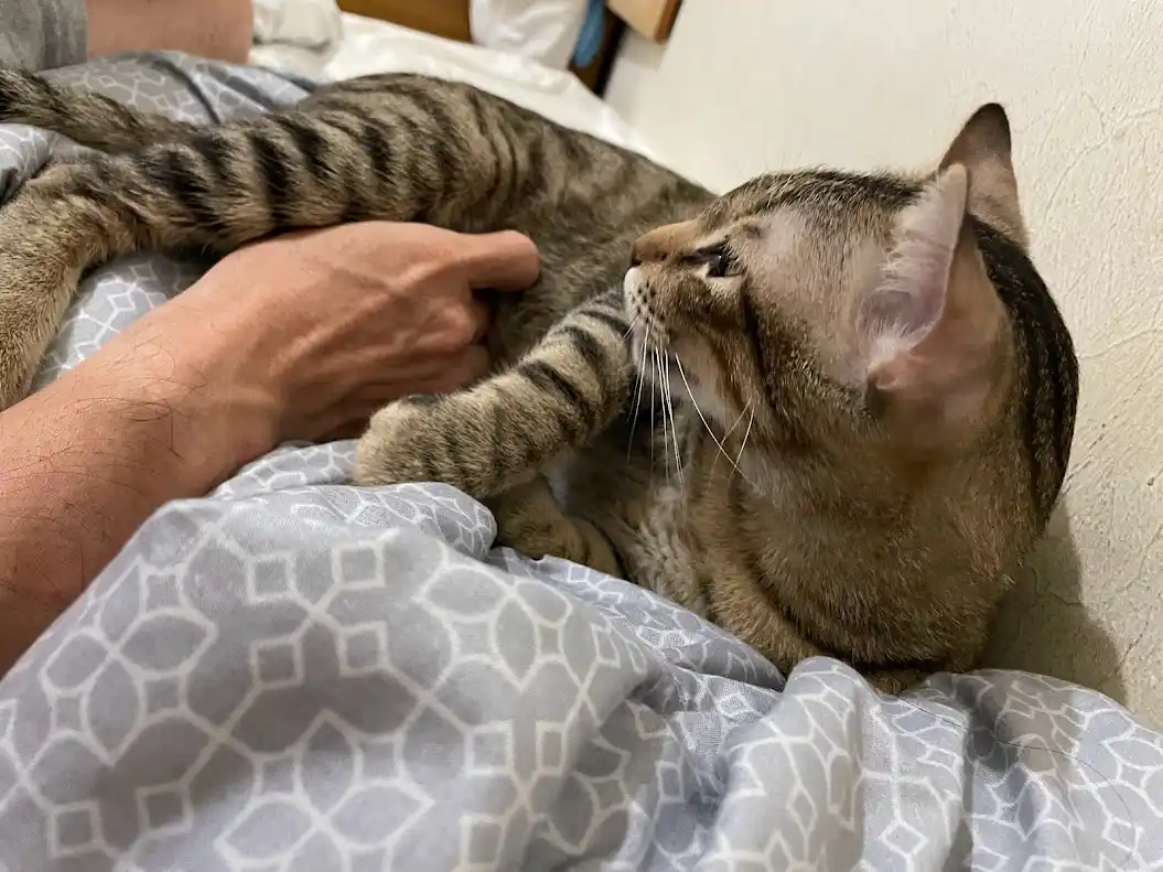 Cuddly Cat Antics That Will Make You Smile