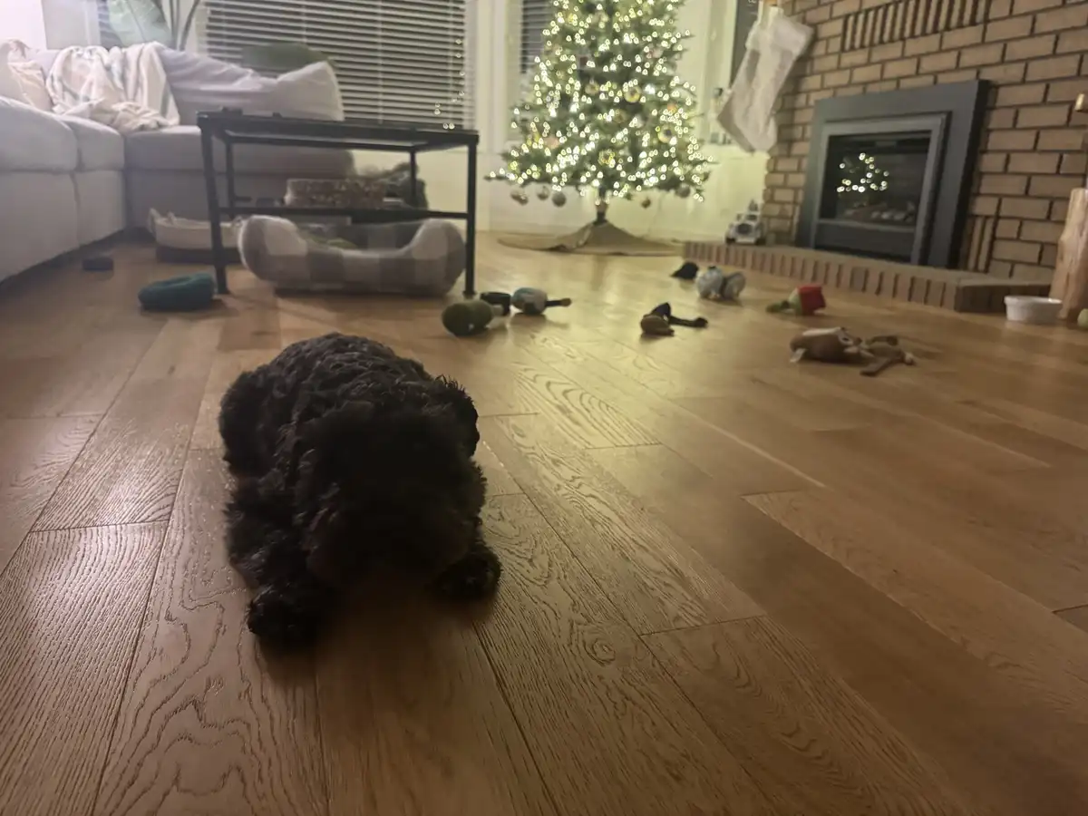 A black, curly-haired dog lies on a hardwood floor in a living room, surrounded by scattered dog toys. In the background, a…