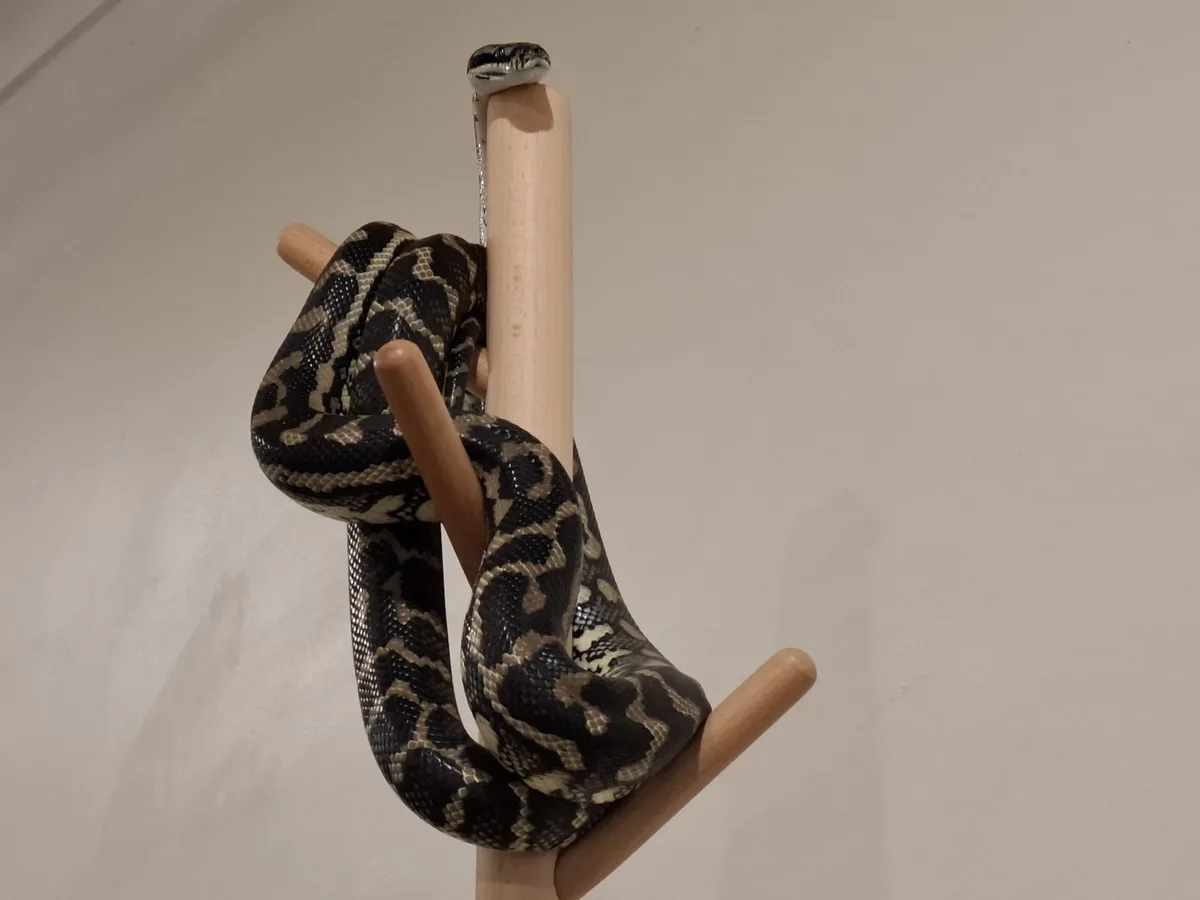 A large snake with black and beige patterned scales is coiled around a wooden stand against a plain wall. Its head is raised…