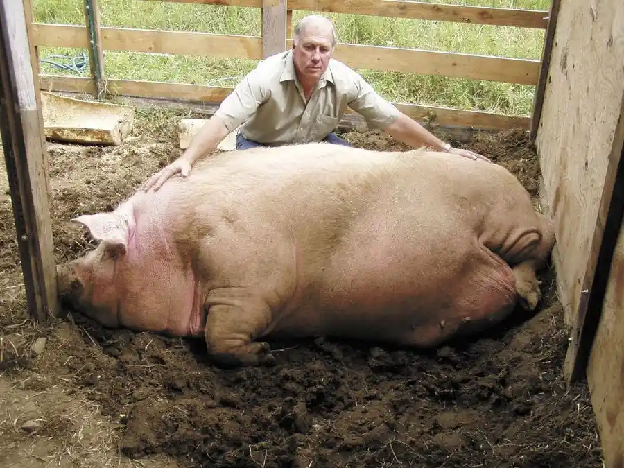 a man in a light-colored shirt kneels beside an enormous, pink pig lying on muddy ground inside a wooden pen. The pig is so…