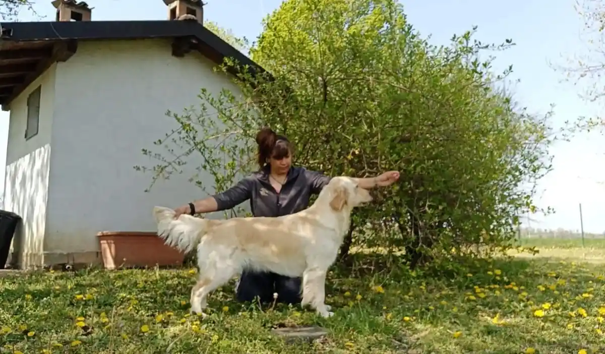 A woman kneels in a grassy yard with dandelions, holding a golden retriever in a standing pose for grooming or posing. She…