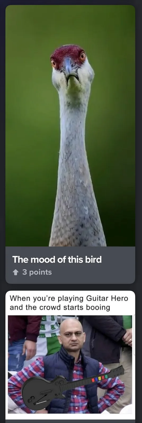 The image shows a close-up of a bird with a long neck, red head, and an intense, slightly annoyed expression. Below it, a…