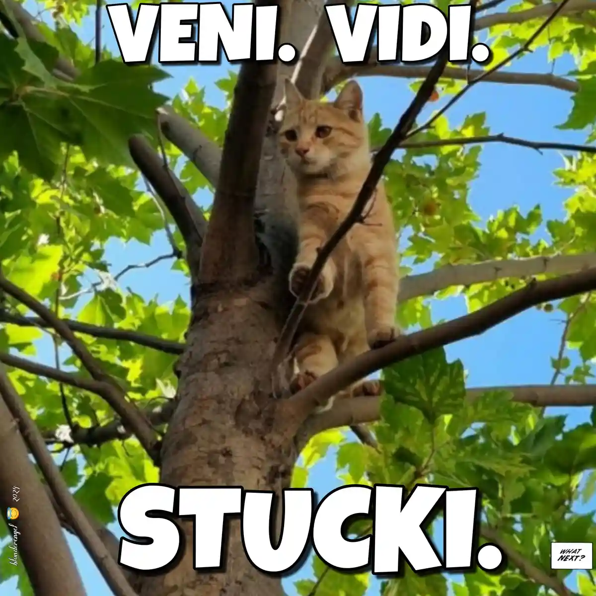 An orange tabby cat is perched high in a leafy green tree, looking down with a resigned expression. Large white text at the…