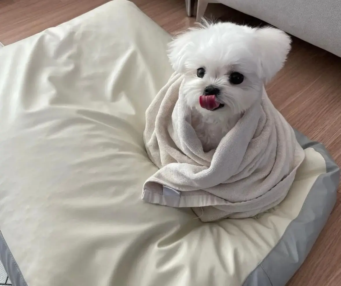 A small, fluffy white dog, likely a Maltese, is wrapped snugly in a light-colored towel while sitting on a cream-colored pet…