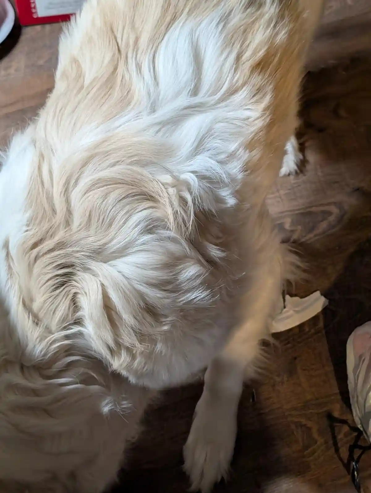 A close-up photo shows the fluffy, light-colored back and hindquarters of a dog standing on a wooden floor, with its fur…