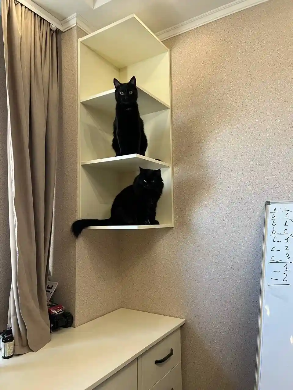 Two black cats sit on separate shelves of a white corner shelf unit in a room with beige walls and curtains. One cat is on…