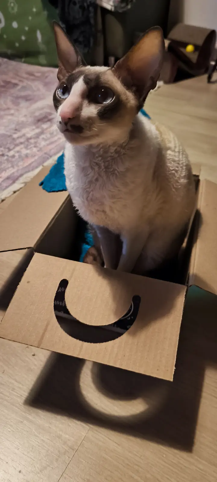 A close-up photo shows a hairless cat with large, expressive eyes sitting upright inside an open cardboard box. The cat is…