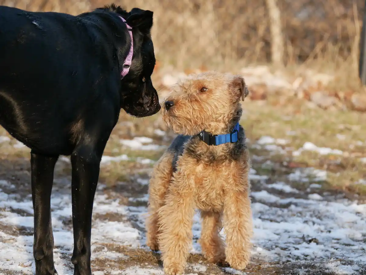 Two dogs stand close together outdoors on snowy ground; a large black dog with a pink collar leans toward a smaller, shaggy…