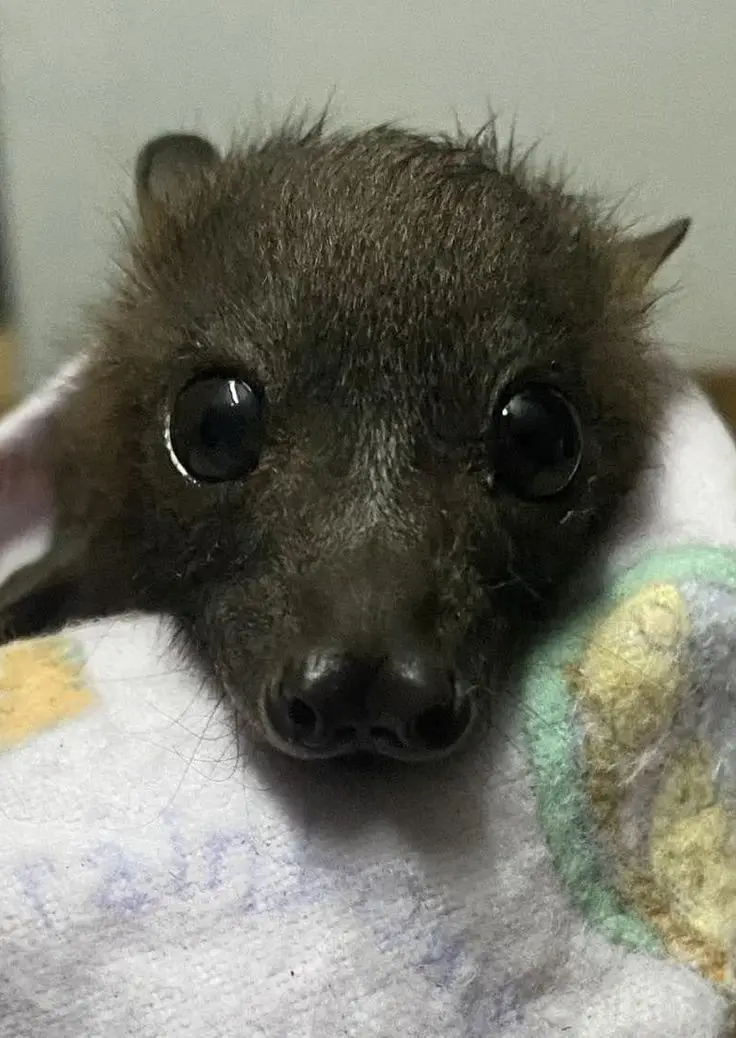 A close-up photo of a small, dark-furred baby animal, likely a bat or marsupial, wrapped in a soft, patterned blanket. The…