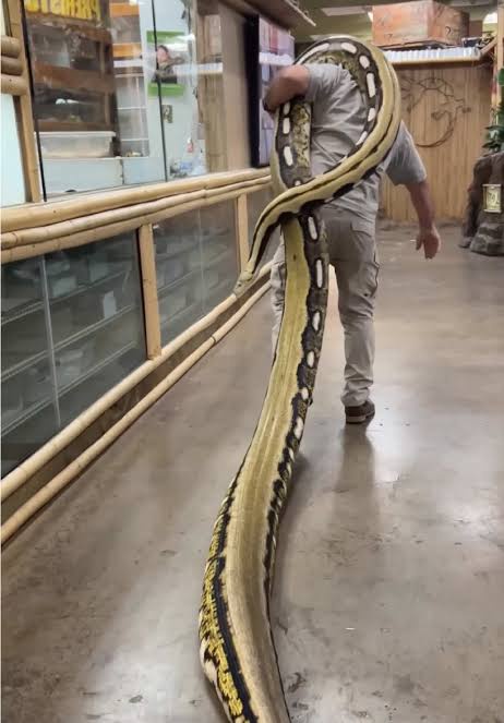 A person in a grey shirt and pants is walking through what appears to be a pet store or reptile facility, holding the upper…