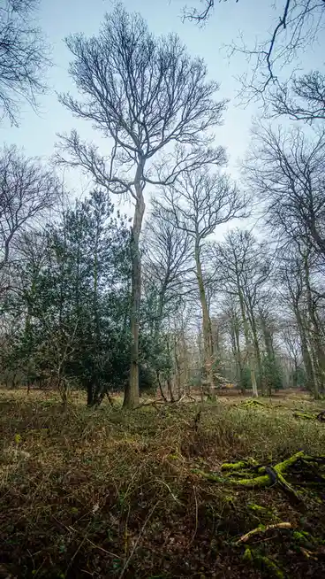 A Neck Ache from Walking Amongst Towering Trees