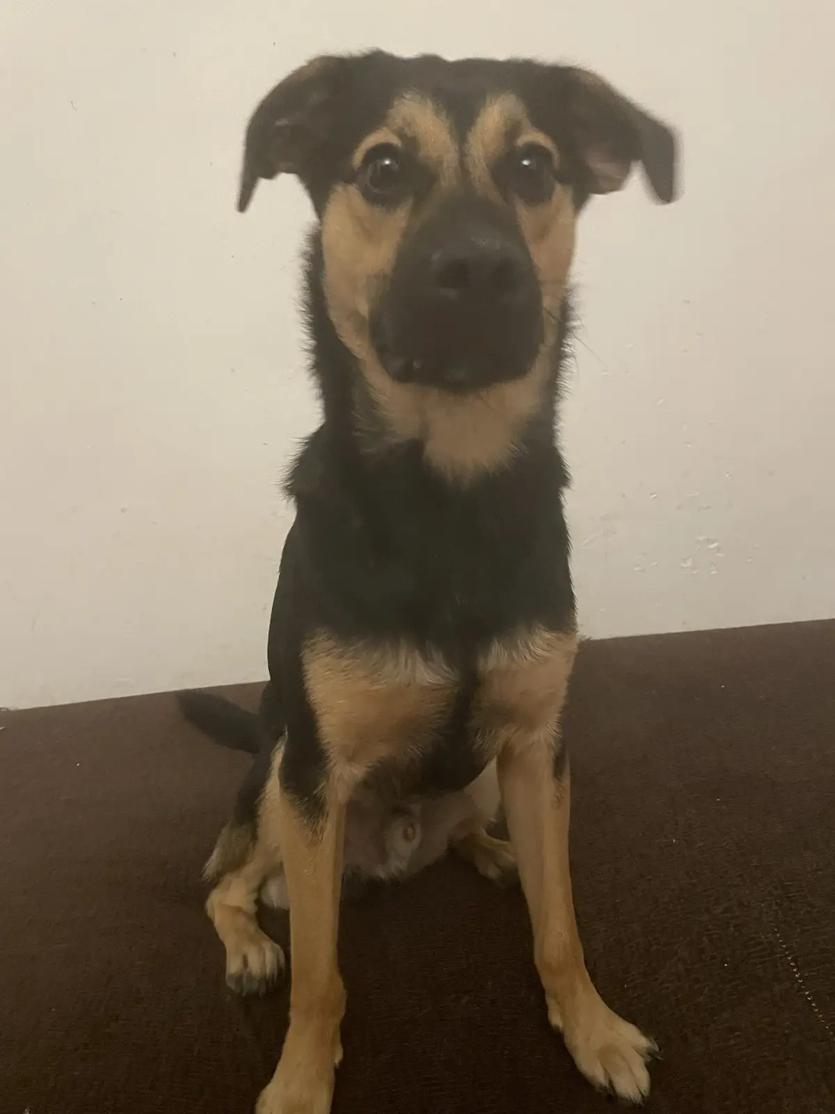 A black and tan dog with floppy ears sits upright on a dark brown carpet, looking directly at the camera with wide, innocent…