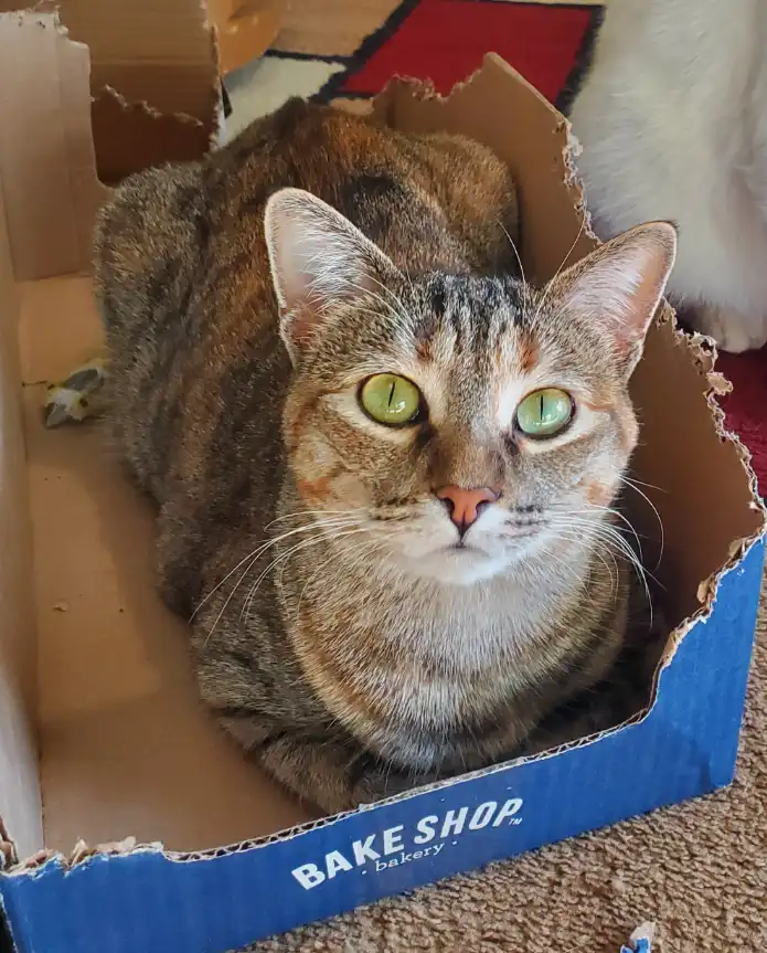 A tabby cat with green eyes sits calmly inside a torn cardboard box labeled 'BAKE SHOP bakery'. The cat looks directly at…