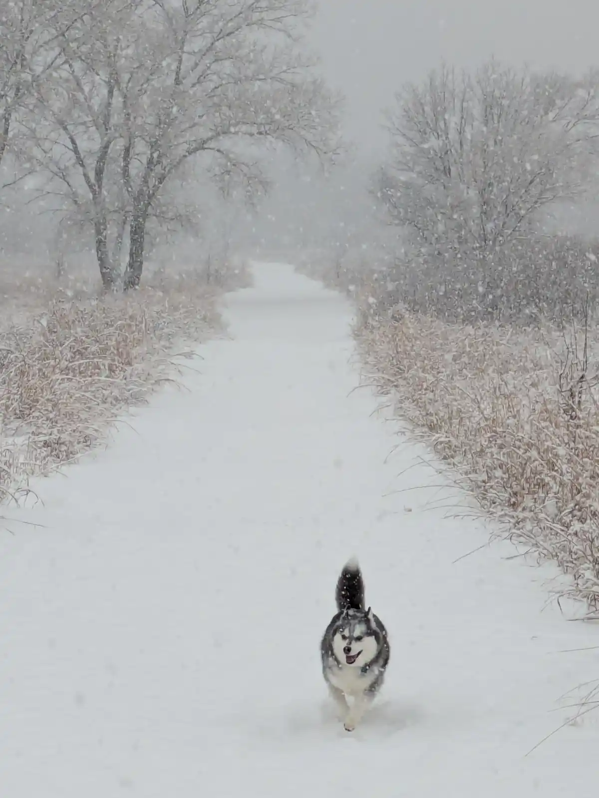 A husky dog runs energetically toward the camera down a snow-covered path during a heavy snowstorm, with snow-laden trees…