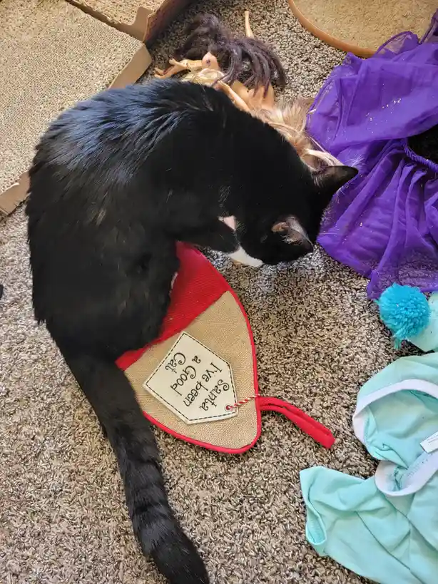 A black cat with a white chest is curled up on a carpeted floor, wearing a red and beige Santa-style vest with a tag that…