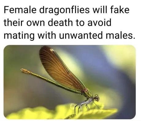 When Connections Go Beyond Species