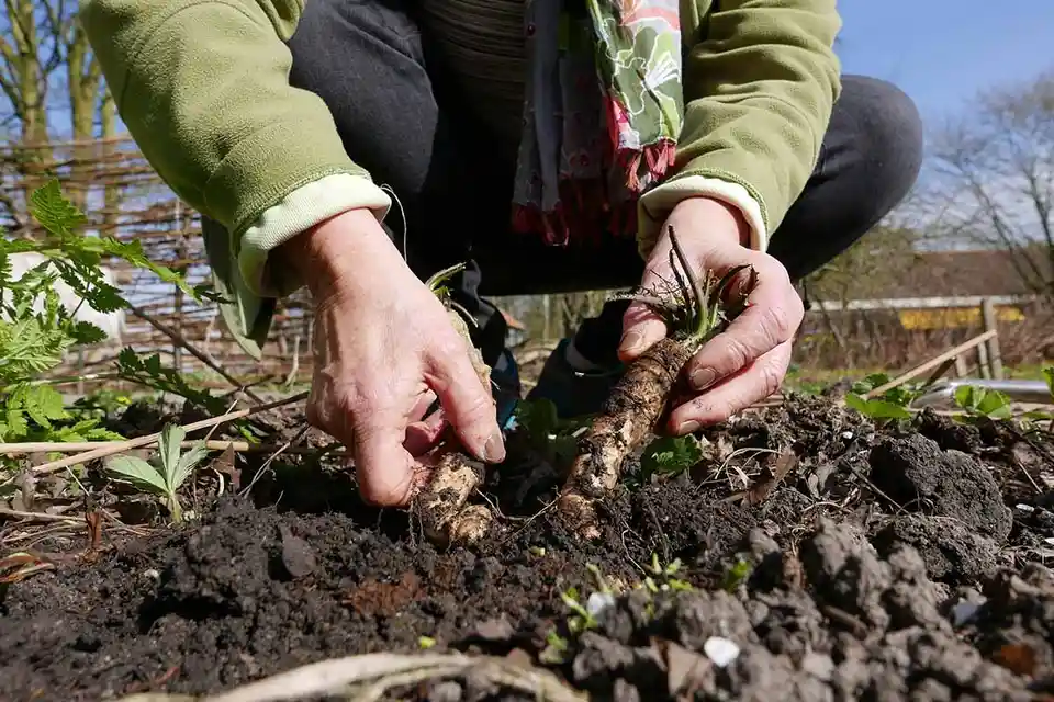 A person in a green fleece jacket and patterned scarf is crouching in a garden, pulling a long, thick, dirt-covered root…