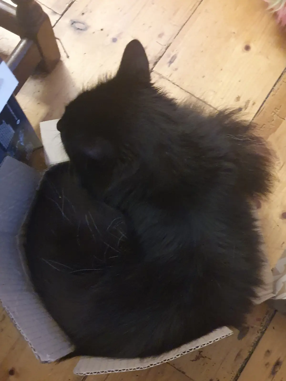 A fluffy black cat is curled up and sleeping inside a small cardboard box on a wooden floor. The image has text overlaid…