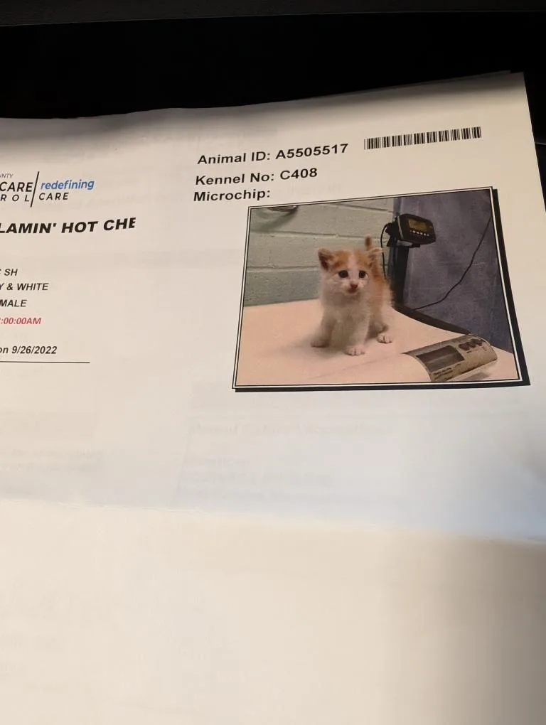 A close-up photo of a paper document from an animal shelter, showing a small orange and white kitten sitting on a scale. The…