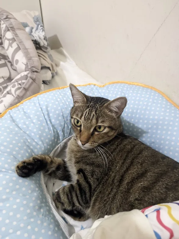 A tabby cat with green eyes lounges in a blue polka-dotted bed, one paw extended, looking directly at the camera with a…