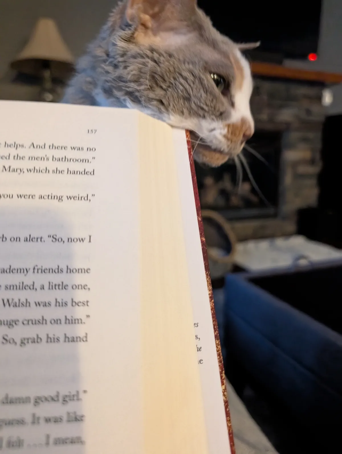 A gray and white cat with a fluffy neck is peeking over the top of an open book, its nose and whiskers touching the page…
