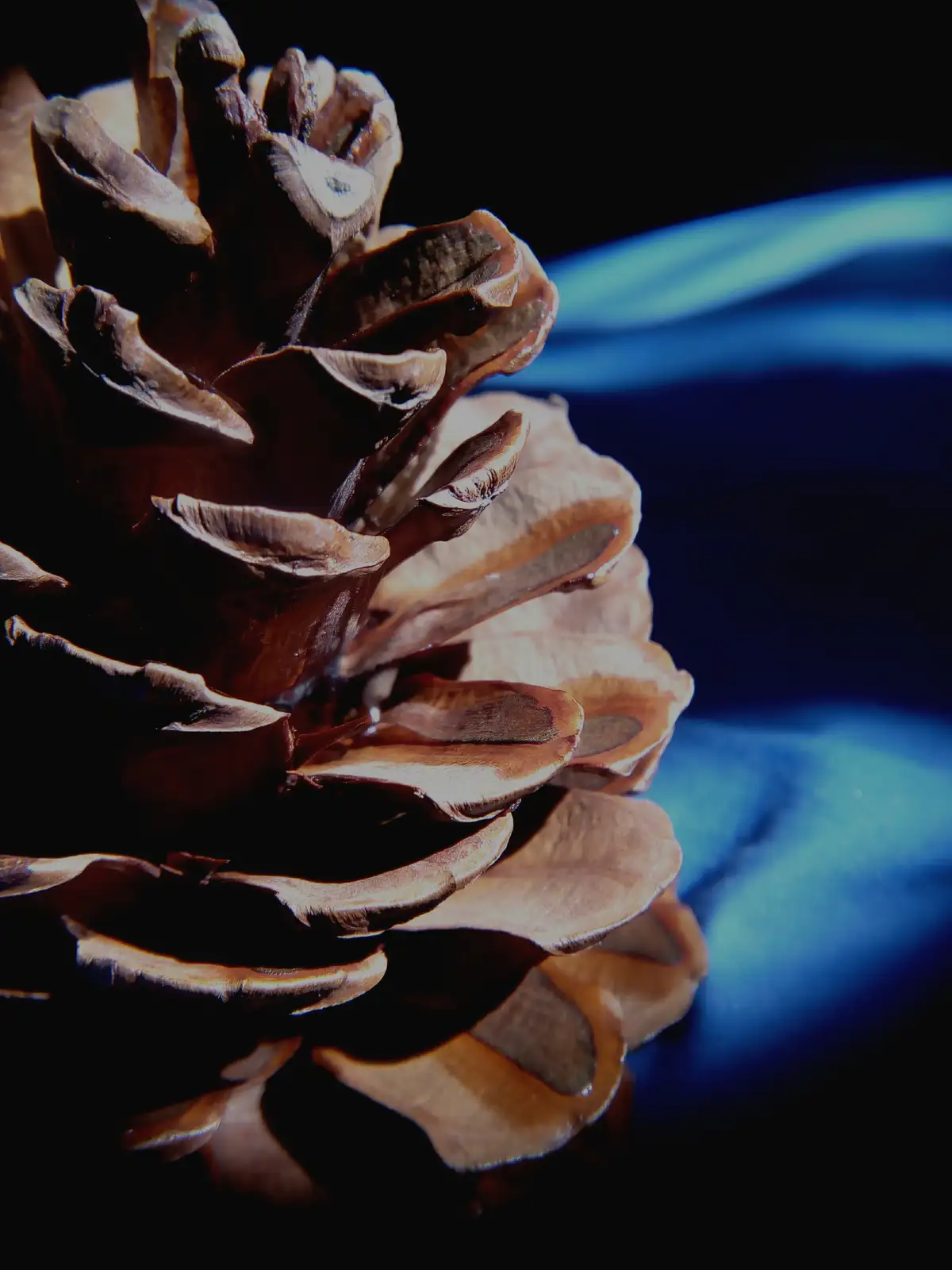 The Pinecone Squad: United We Stand