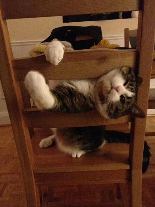 a tabby and white cat is lounging upside down in a wooden chair, its paws dangling over the top slat, looking upward with a…
