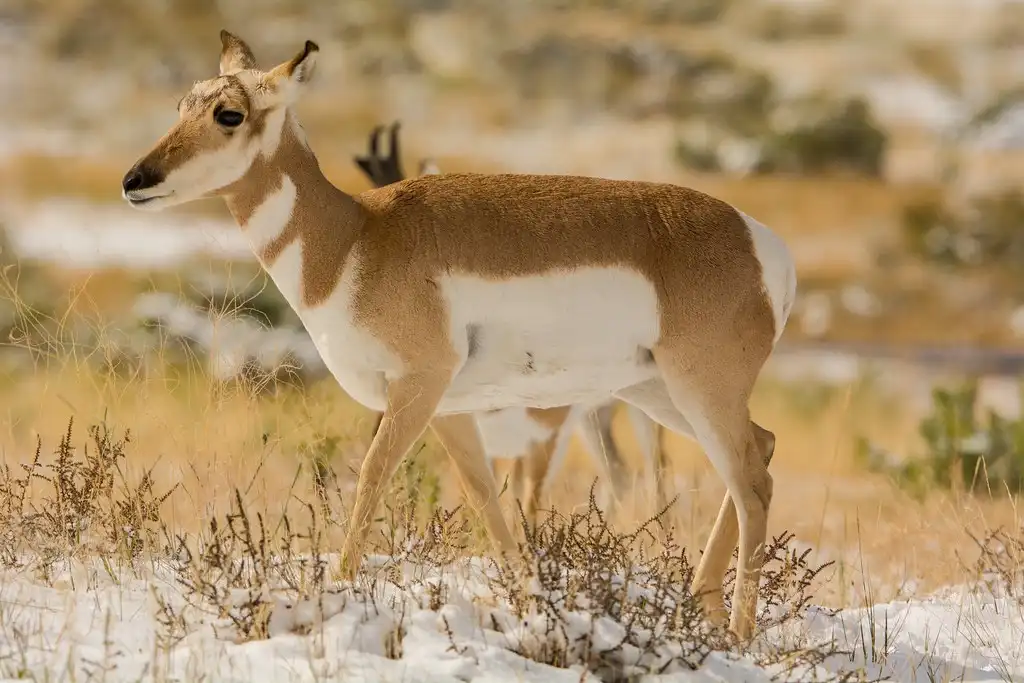A pronghorn antelope stands in a snowy, grassy field with a blurred background. The animal has a brown and white coat…