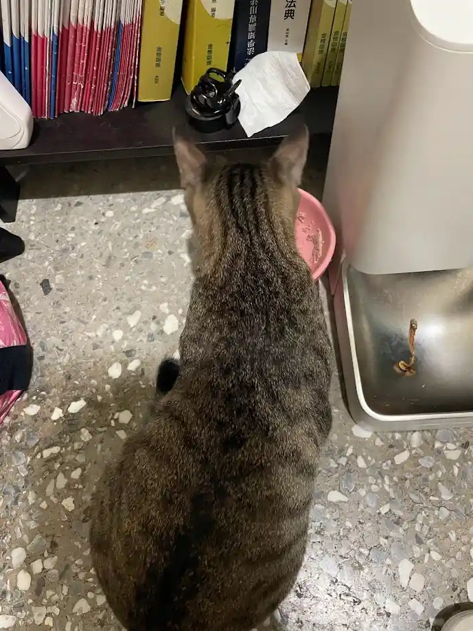 Adorable Cat Alert: Prepare for Cuteness Overload!