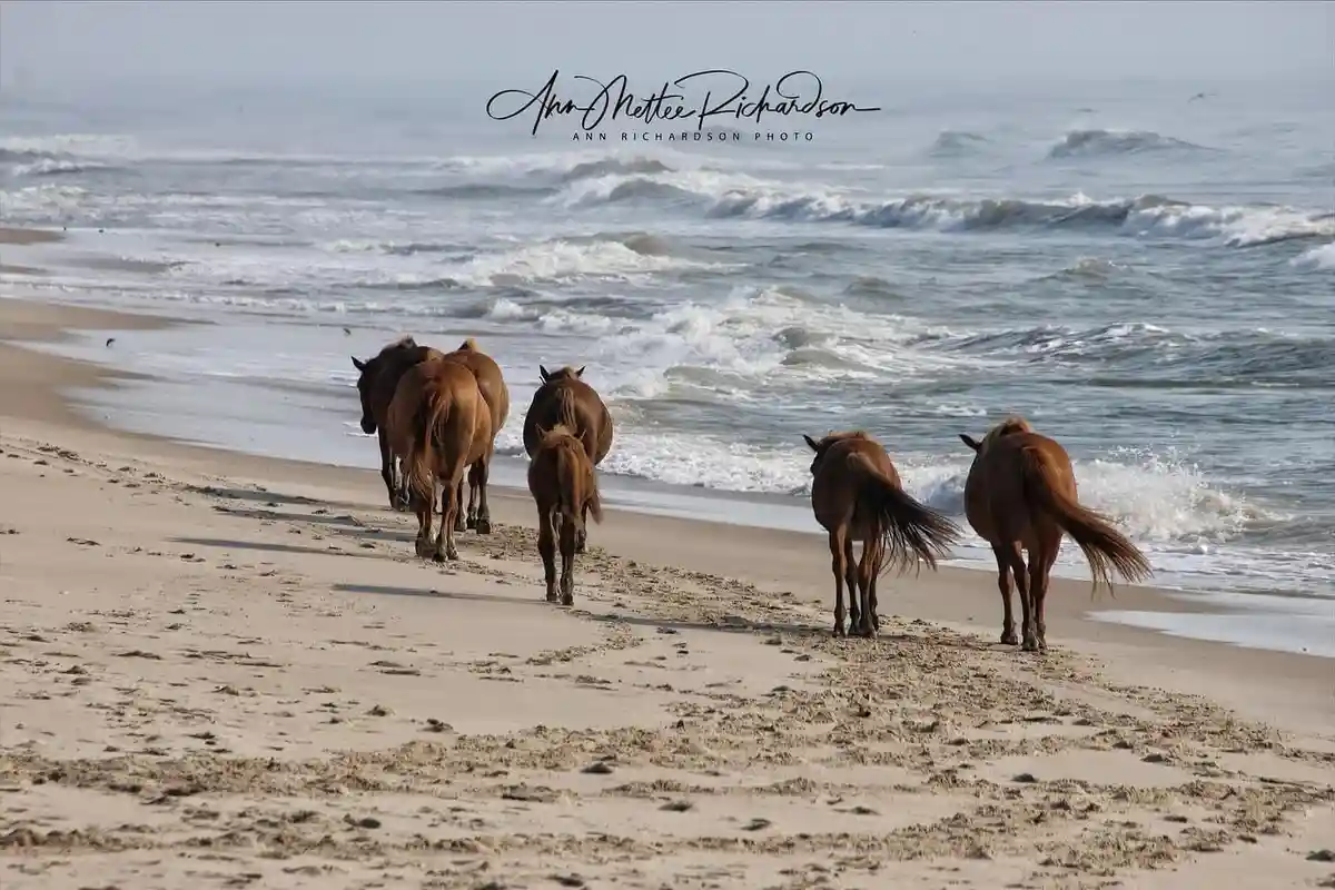 A group of brown horses walks along a sandy beach toward the ocean waves, viewed from behind. The image has a watermark in…