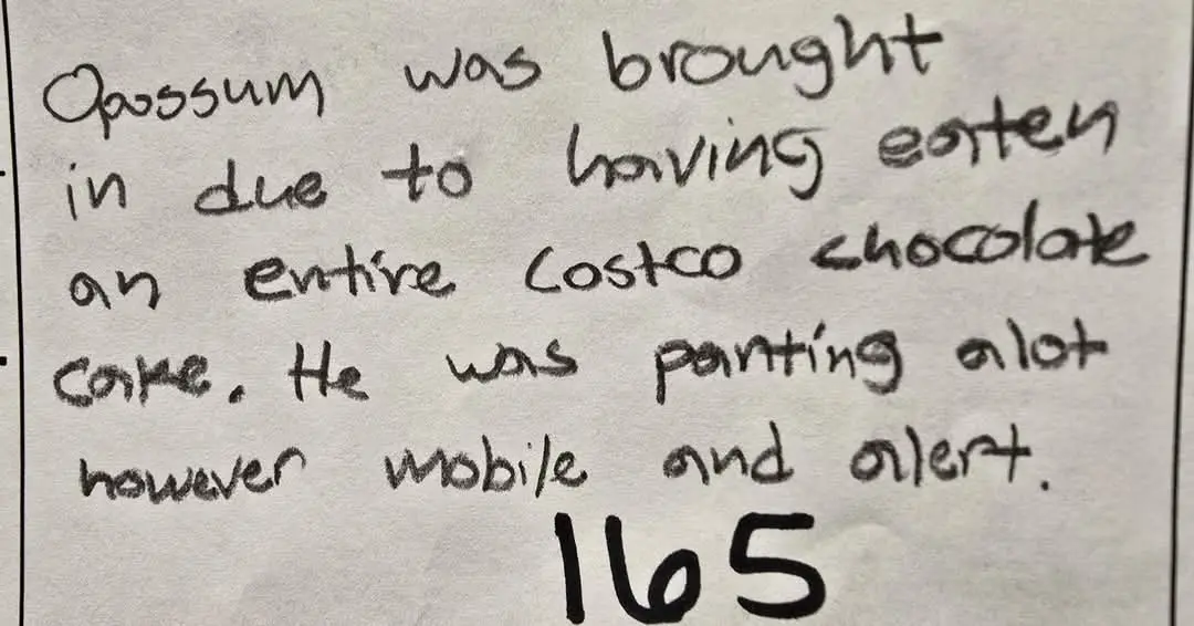 A handwritten note on lined paper reads: 'Qassum was brought in due to having eaten an entire Costco chocolate cake. He was…