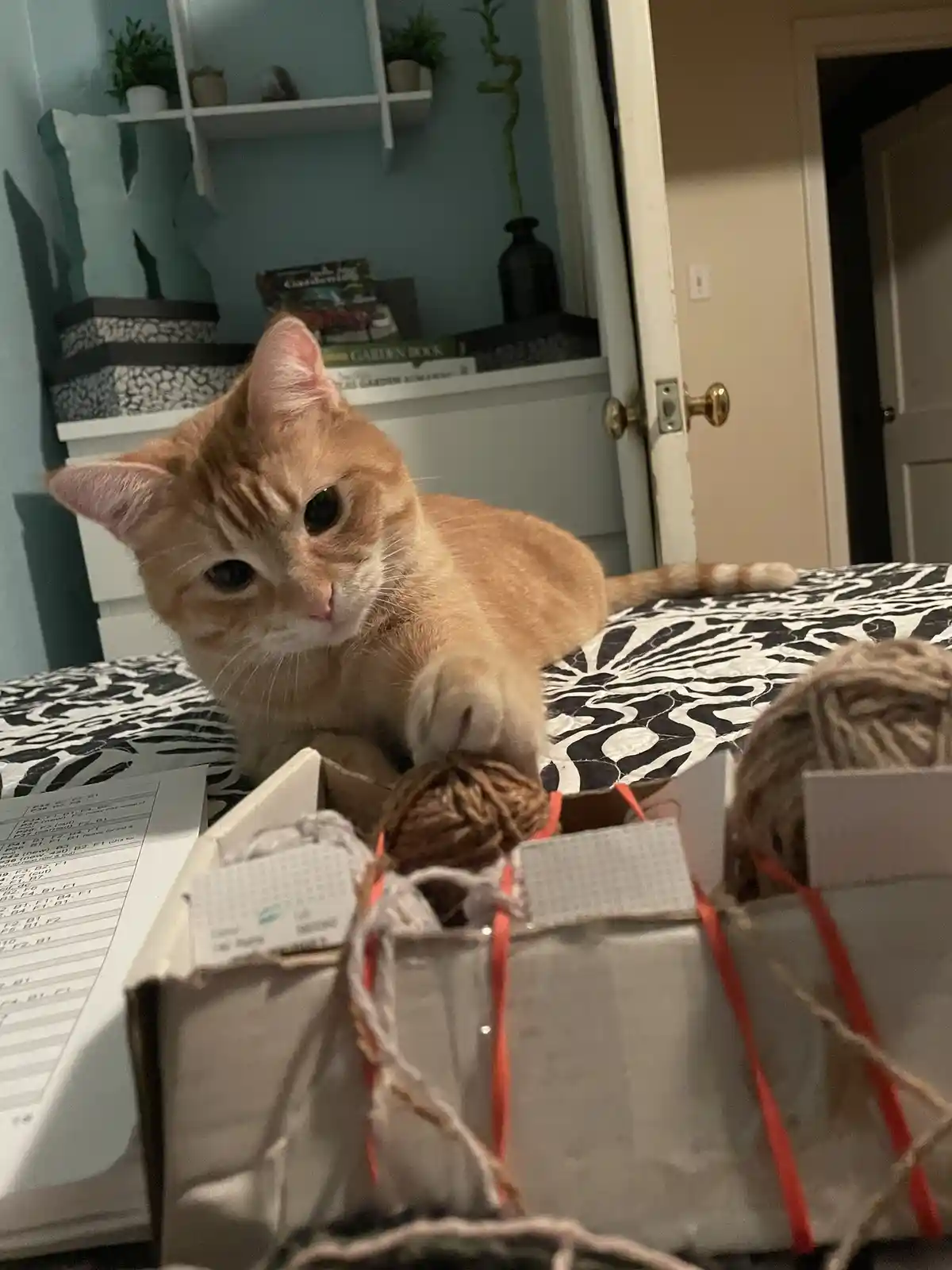 Enjoy a delightful cat intermission!