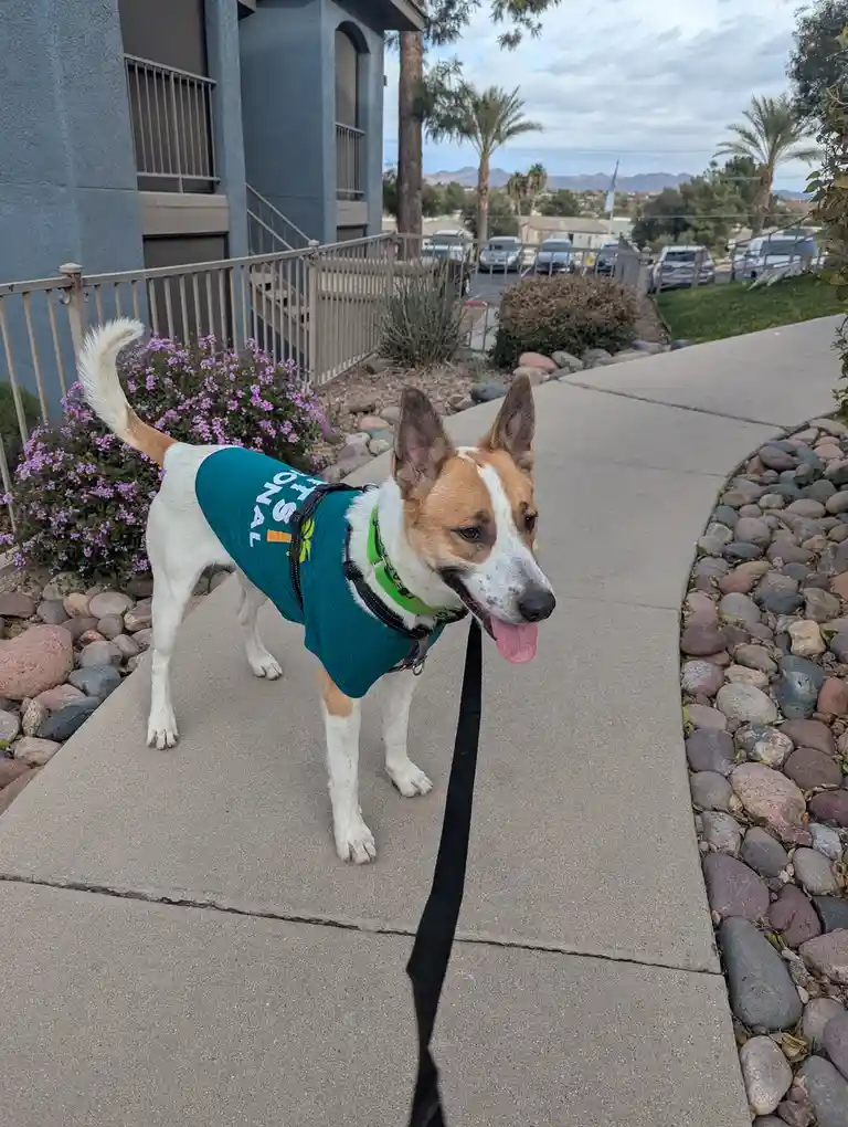A tan and white dog wearing a teal shirt with 'FINAL' visible on the back and a green harness stands on a sidewalk, tongue…