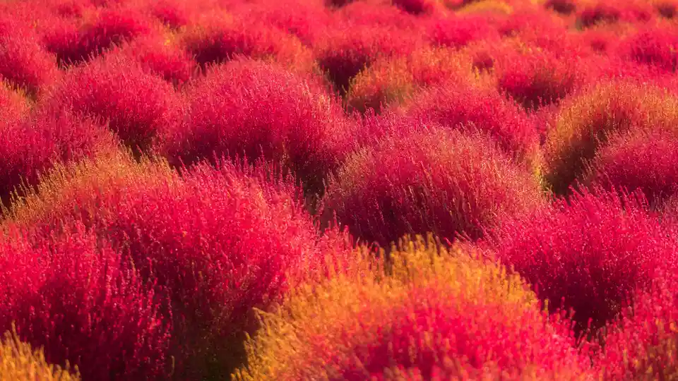 In Japan's Ibaraki Prefecture, Hitachi Seaside Park is abuzz with autumn color. Tinted tufts of Basil scoparia, also known…