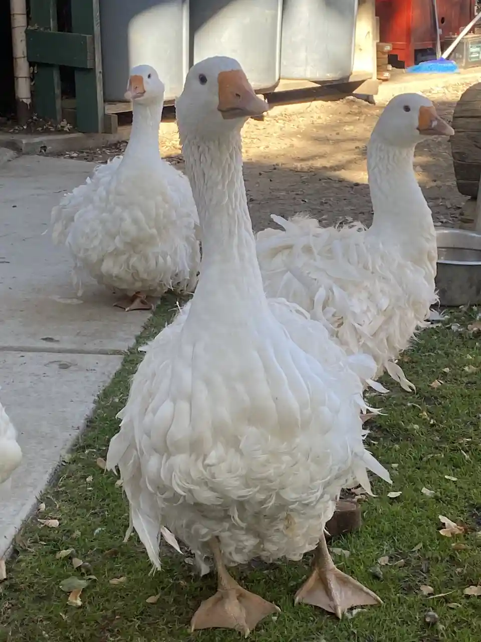 Three fluffy white geese stand on grass and concrete, with the central goose looking directly at the camera. The overlaid…